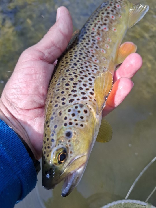 Edw Hergest trout - Joe Alexander